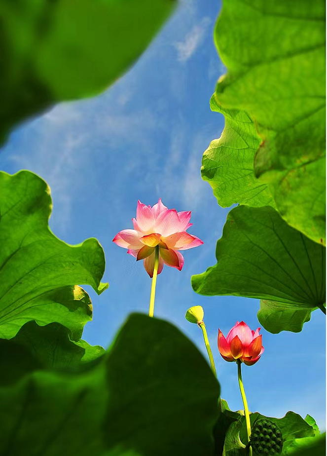 小暑今天拍了拍你！高溫“蒸煮”下，養(yǎng)生需要過4關(guān)→